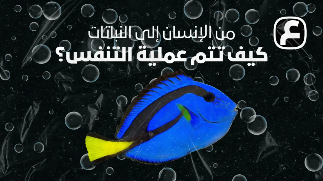 From humans to plants, how does respiration take place